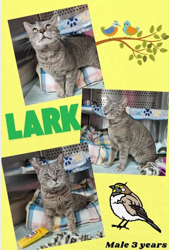 An adult medium-sized male Domestic Short Hair cat named Lark for adoption in Blountville, TN