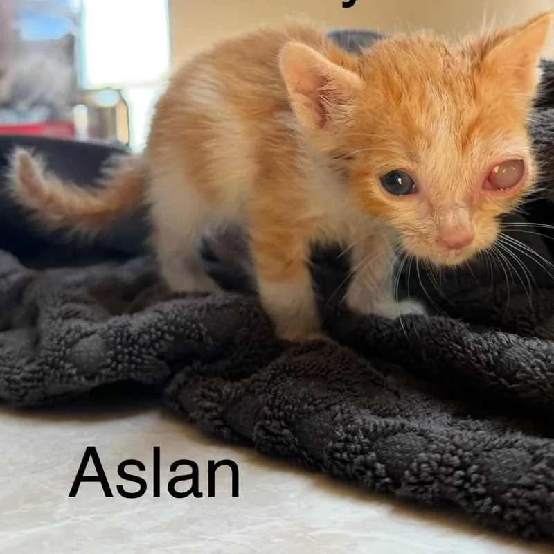 A baby small-sized male Orange / Red Domestic Short Hair cat named Aslan for adoption in Nampa, ID