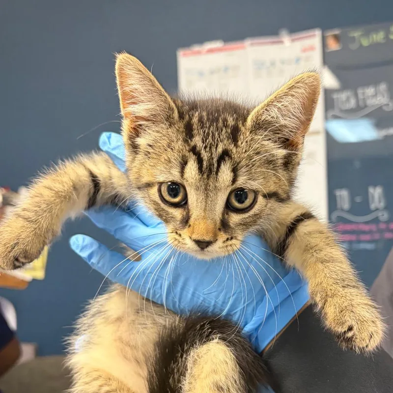 A baby small-sized female Brown / Chocolate Domestic Short Hair cat named Lacey for adoption in Newark, NJ