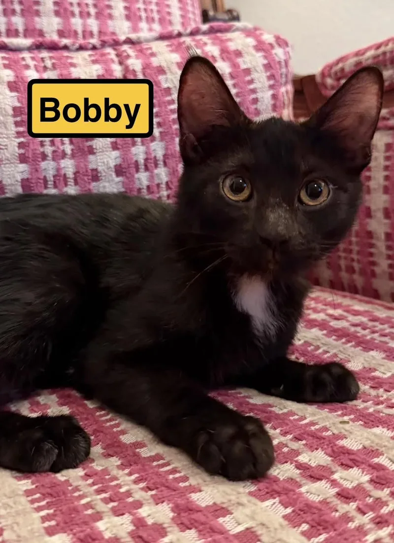 A baby medium-sized male Domestic Short Hair cat named Bobby for adoption in Zimmerman, MN