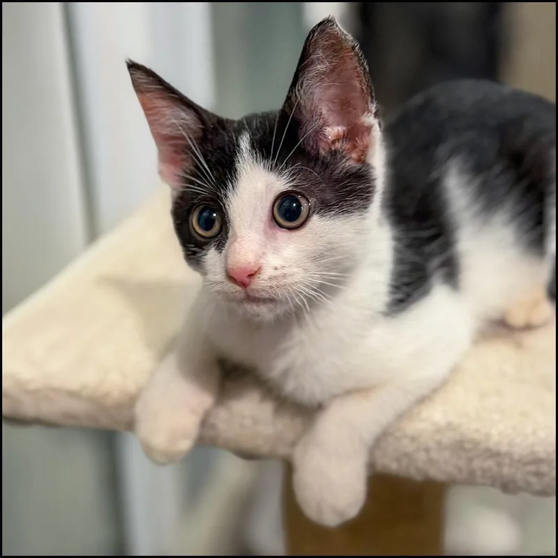 A baby small-sized male White Domestic Short Hair cat named Hawkeye for adoption in Roswell, GA