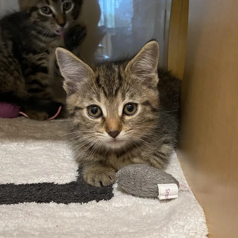 A baby small-sized female Domestic Long Hair cat named Iris for adoption in Washington Township, OH