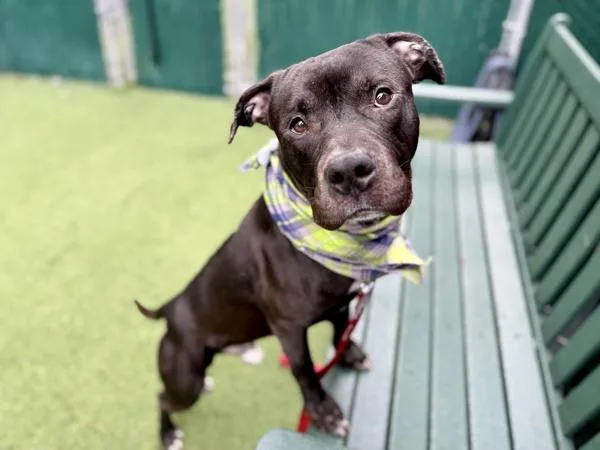 An adult large-sized male Mixed Breed dog named Ottani for adoption in New York, NY