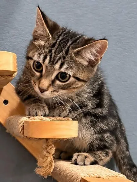 A baby medium-sized male Tabby (Brown / Chocolate) Domestic Short Hair cat named South for adoption in Sioux Falls, SD