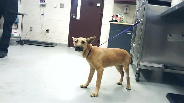 A young small-sized female Belgian Shepherd / Malinois dog named Aurora for adoption in Fayetteville, NC