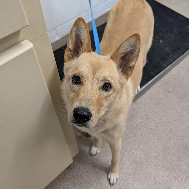 A young medium-sized female Yellow / Tan / Blond / Fawn Collie dog named Leia for adoption in Ardmore, OK