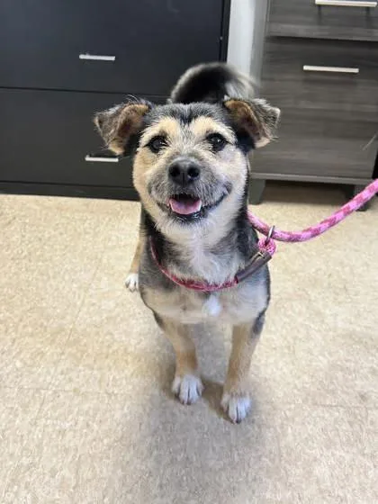 An adult small-sized male Border Terrier dog named Rusty for adoption in St. Anne, IL