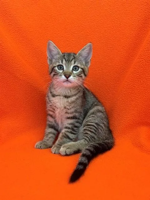 A baby medium-sized male Domestic Short Hair cat named Jasper for adoption in Forney, TX