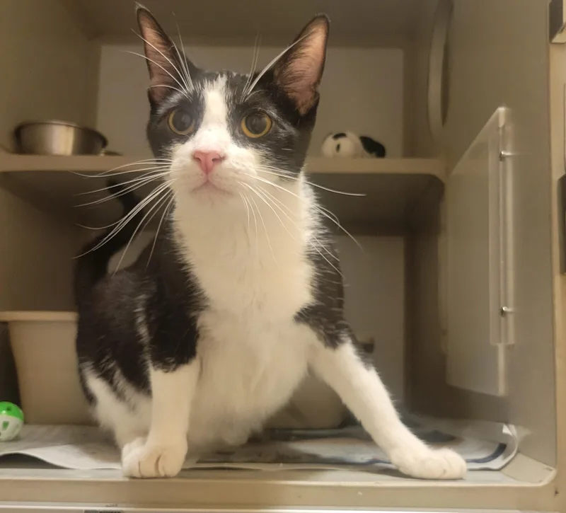 An adult medium-sized female Black & White / Tuxedo Domestic Short Hair cat named Sweet Tea for adoption in Mason City, IA