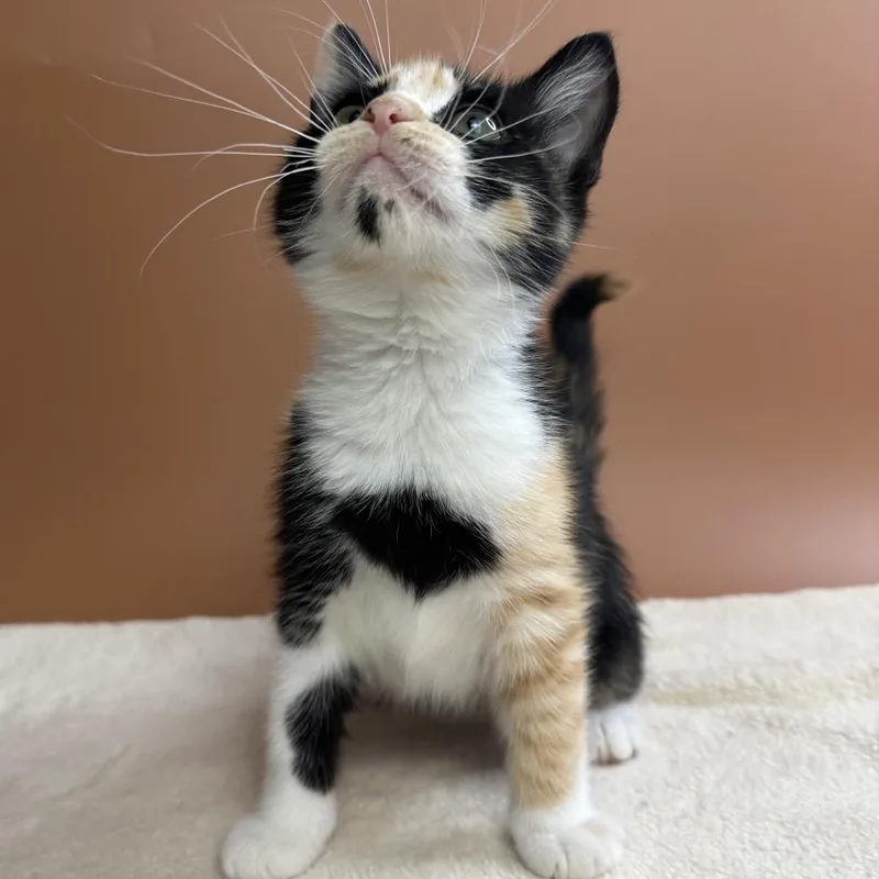A baby small-sized female Domestic Medium Hair cat named Katia for adoption in San Antonio, TX