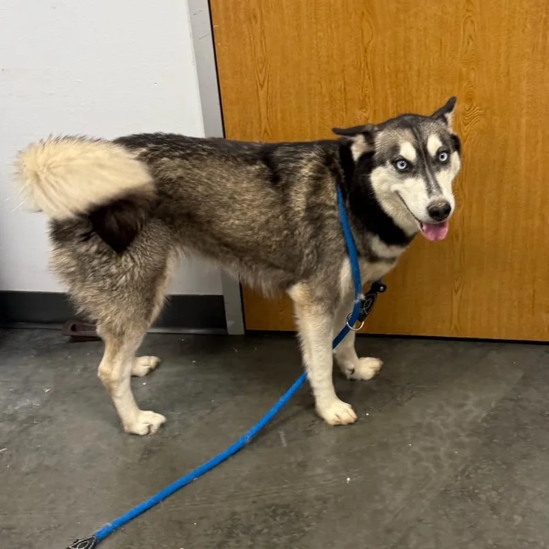 An adult medium-sized female Black Mixed Breed dog named Fancy for adoption in Dickinson, TX