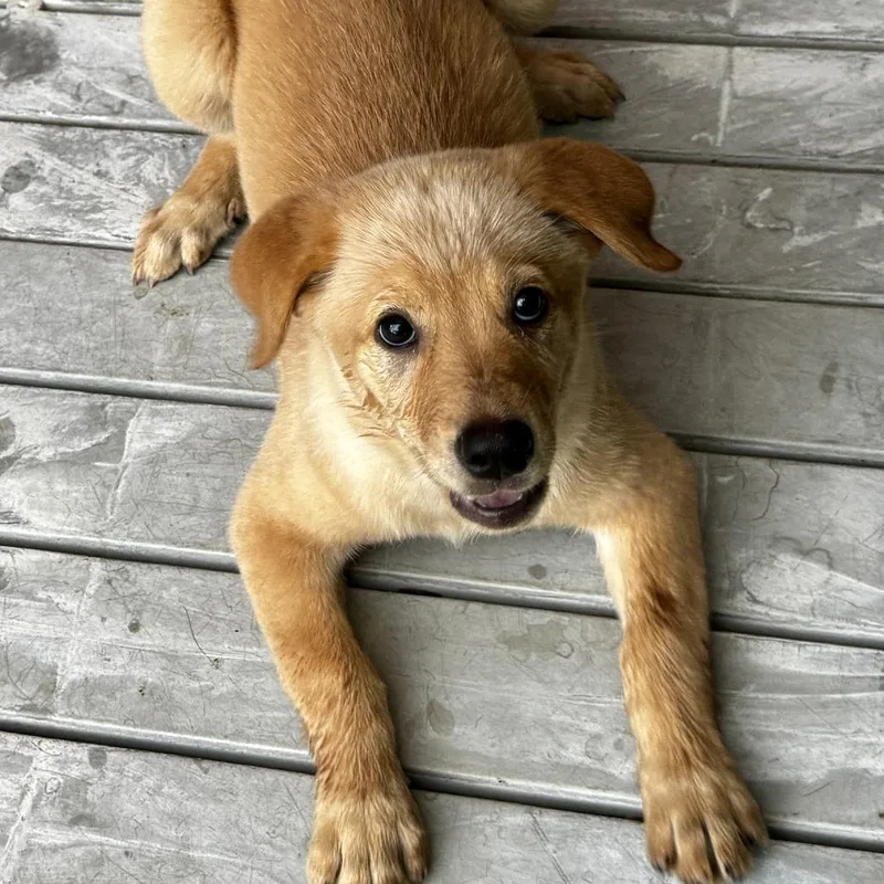 A baby medium-sized female Golden Retriever dog named Kate for adoption in Bradenton, FL