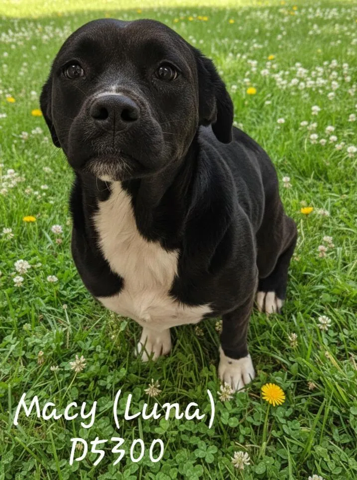 An adult medium-sized female Mixed Breed dog named Macy for adoption in Clarksville, TN