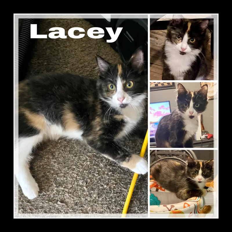 A young medium-sized female Calico cat named Lacey for adoption in Conway, SC