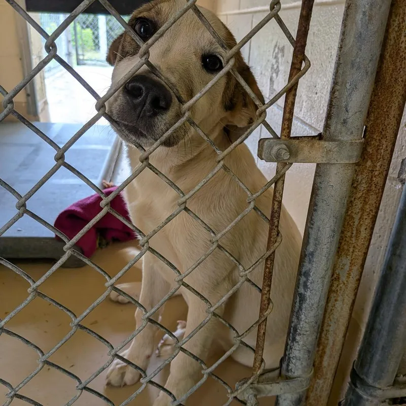 A young medium-sized female White / Cream Retriever dog named Lizzy for adoption in Fairfax Station, VA