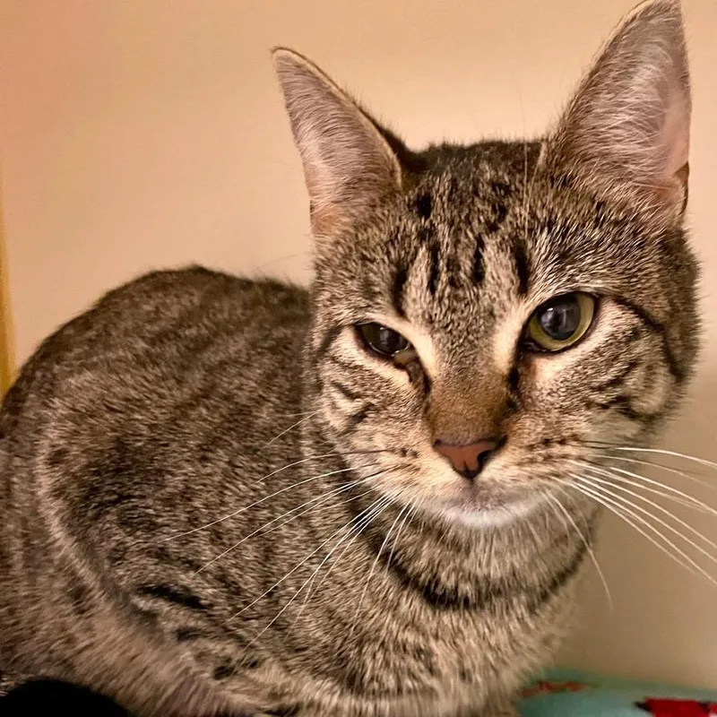 A young medium-sized female Brown / Chocolate Domestic Short Hair cat named Swiss for adoption in Concord, NH