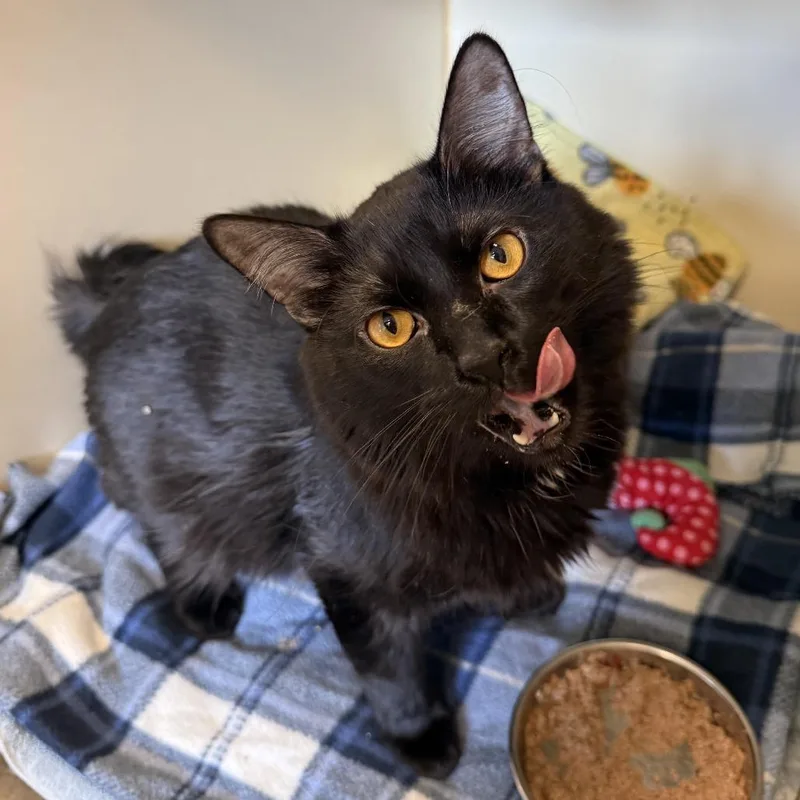 A young medium-sized male Black Domestic Medium Hair cat named Scone for adoption in South Elgin, IL