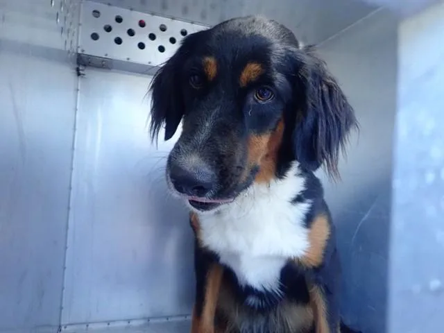 A young medium-sized female Gordon Setter dog named Motoko for adoption in Tucson, AZ