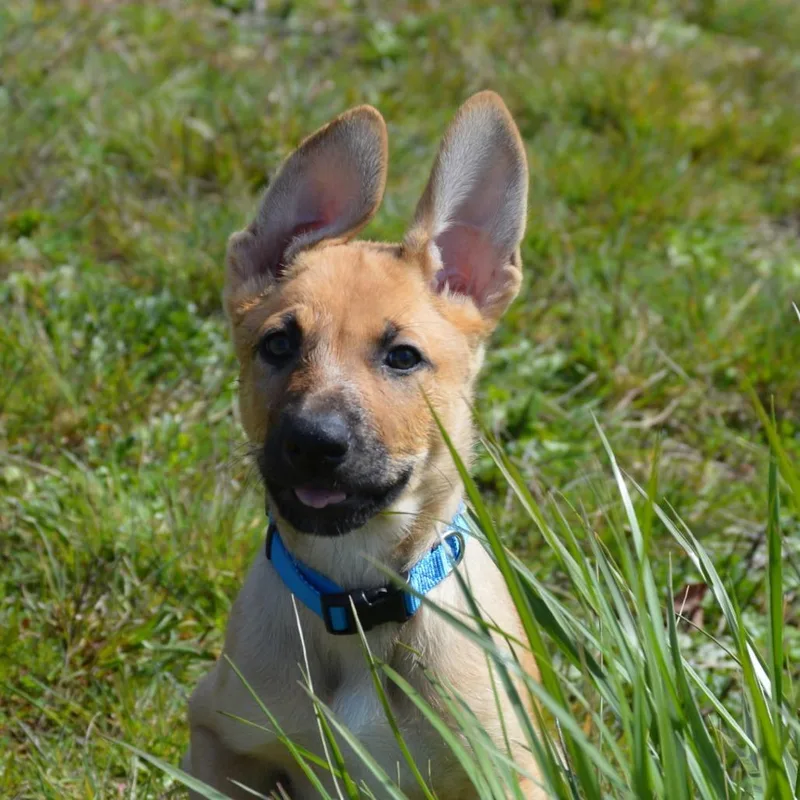 A baby small-sized male Yellow / Tan / Blond / Fawn German Shepherd Dog dog named Waddell for adoption in Oakville, WA
