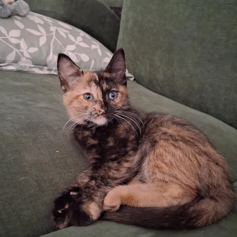 A baby small-sized female Tortoiseshell Domestic Short Hair cat named Storm for adoption in Evansville, IN