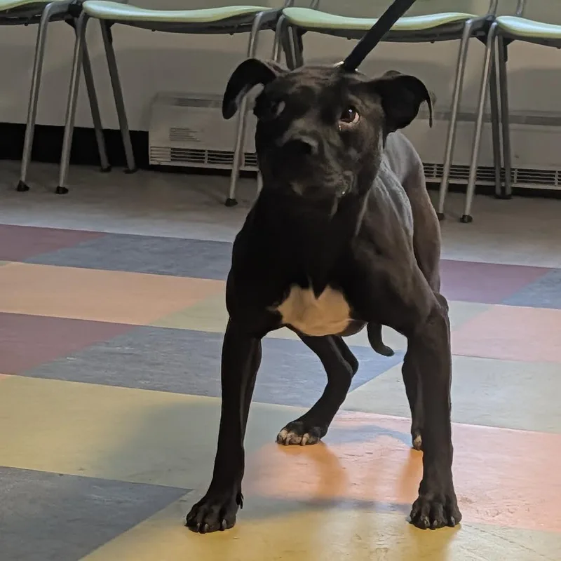 An adult medium-sized female Black Mixed Breed dog named Zippy for adoption in Philadelphia, PA