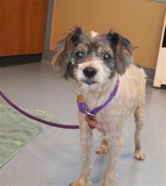 An adult small-sized female Chihuahua dog named Lady for adoption in San Jose, CA