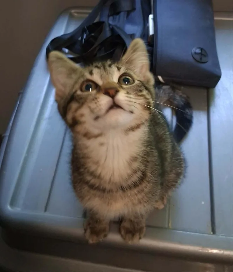 A baby medium-sized female Domestic Short Hair cat named Celeste for adoption in Lansing, MI