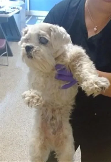 A senior small-sized male Schnauzer dog named Bruno for adoption in Miami, FL