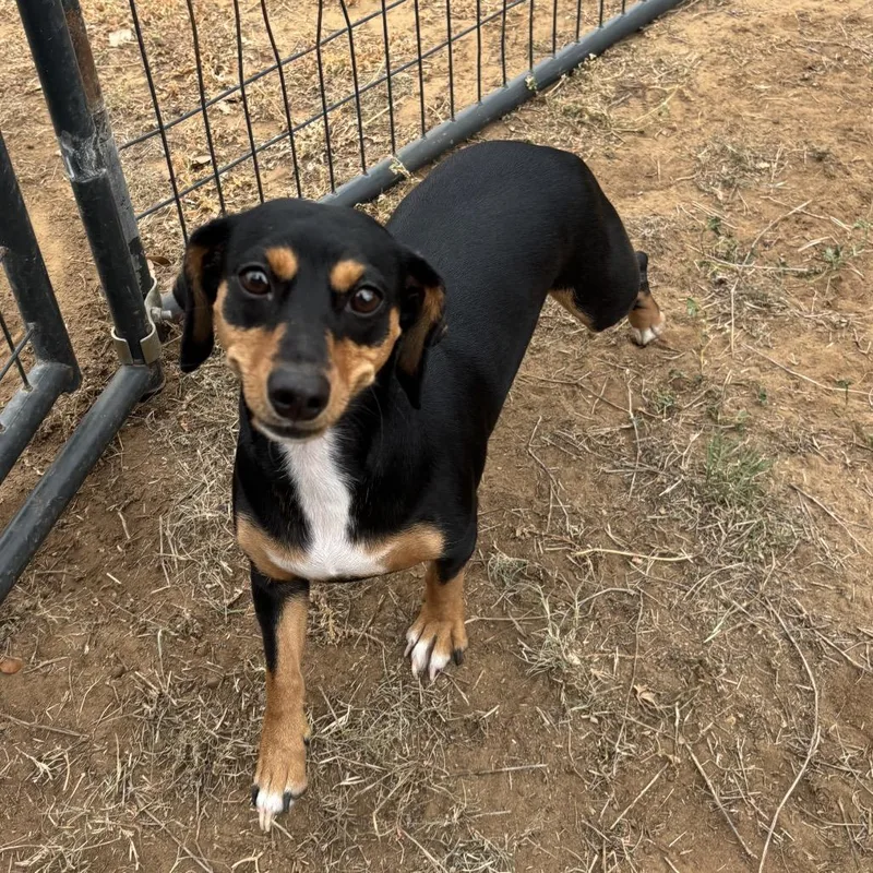 An adult small-sized female Black Dachshund dog named Elda for adoption in Floresville, TX