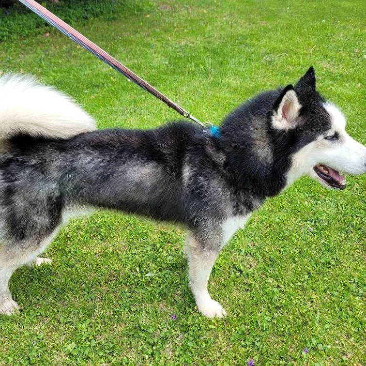 An adult medium-sized male Black Siberian Husky dog named Jack for adoption in Carol Stream, IL