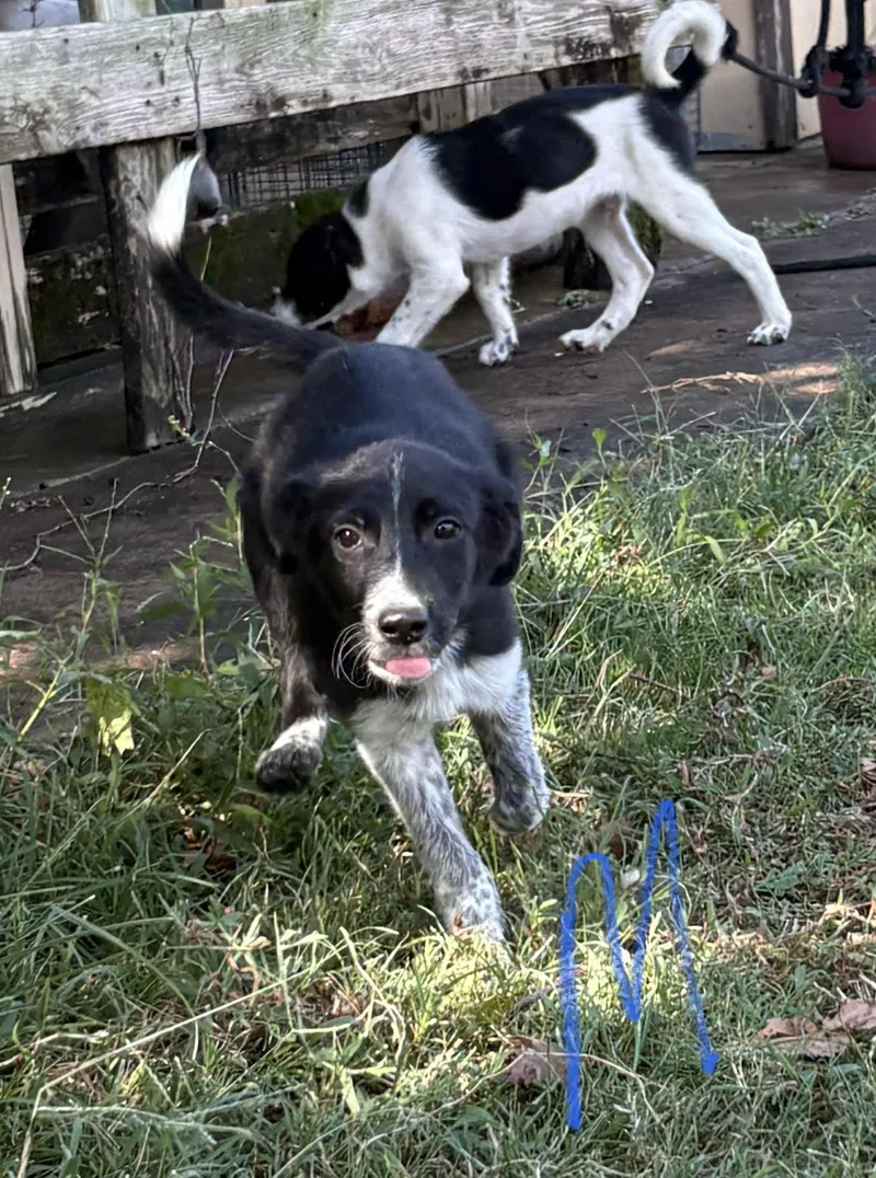 A baby medium-sized male Australian Cattle Dog / Blue Heeler dog named Atticus for adoption in Moyock, NC