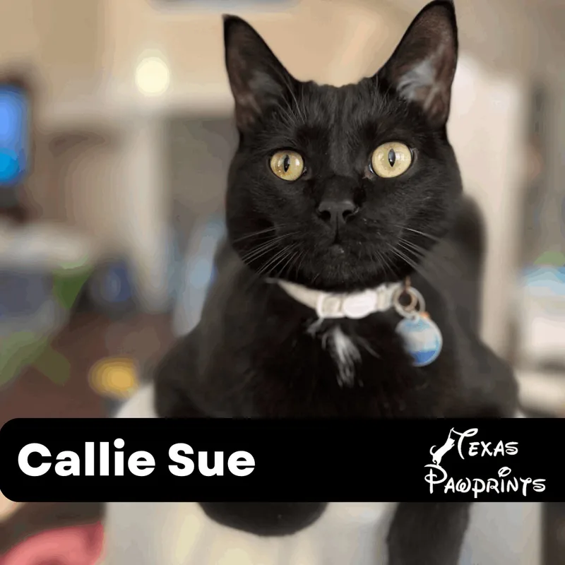 Callie Sue