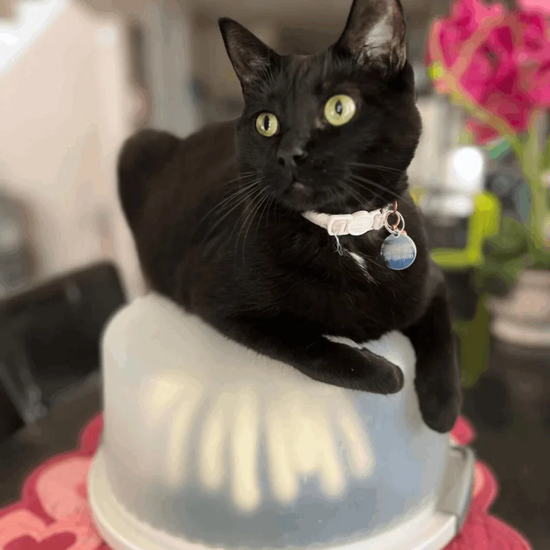 Callie Sue thumbnail 2