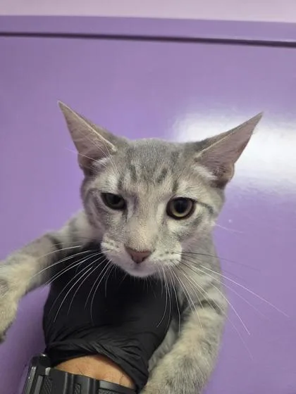 A baby medium-sized male Gray / Blue / Silver Domestic Short Hair cat named 61515662 for adoption in El Paso, TX
