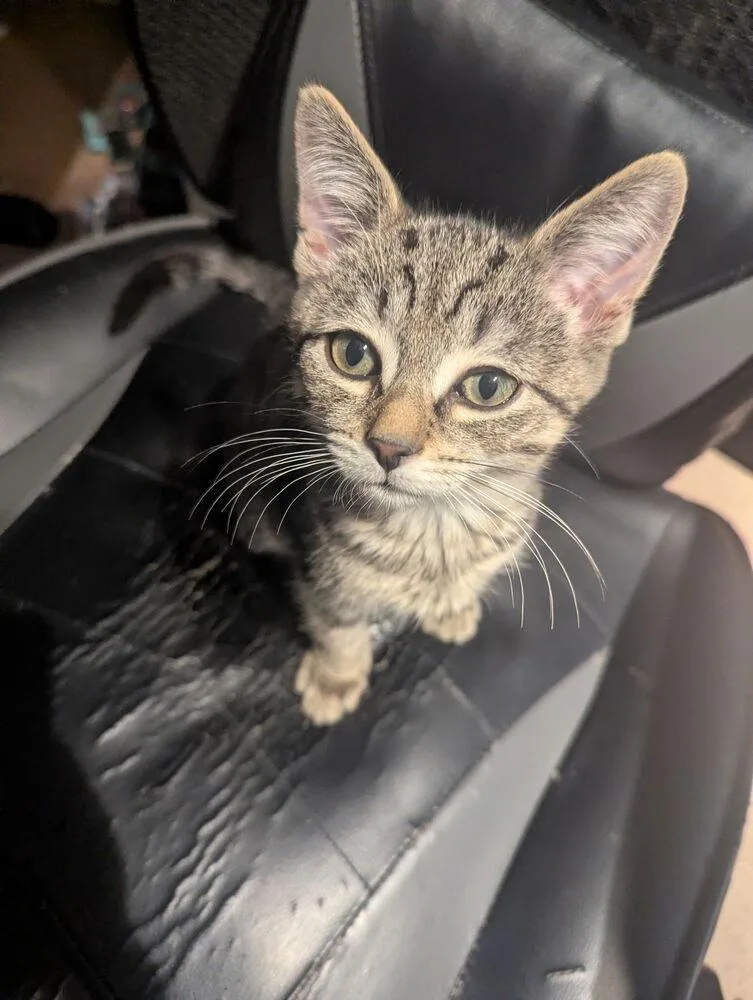 A baby small-sized male Domestic Short Hair cat named Rude BoyRudy for adoption in Plymouth, MI
