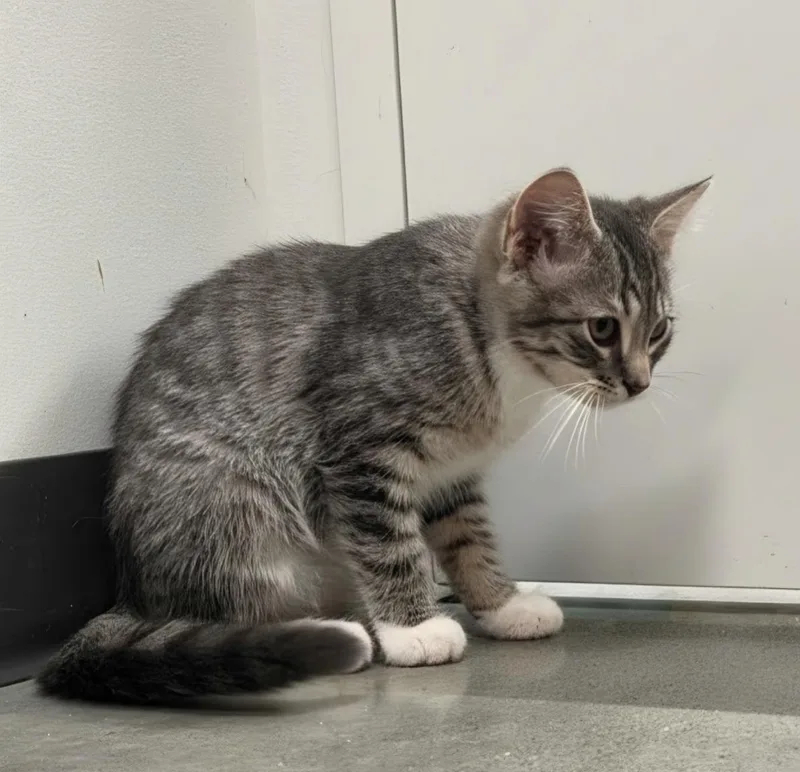 A baby medium-sized male Tabby (Gray / Blue / Silver) Domestic Short Hair cat named Doc for adoption in Pocatello, ID