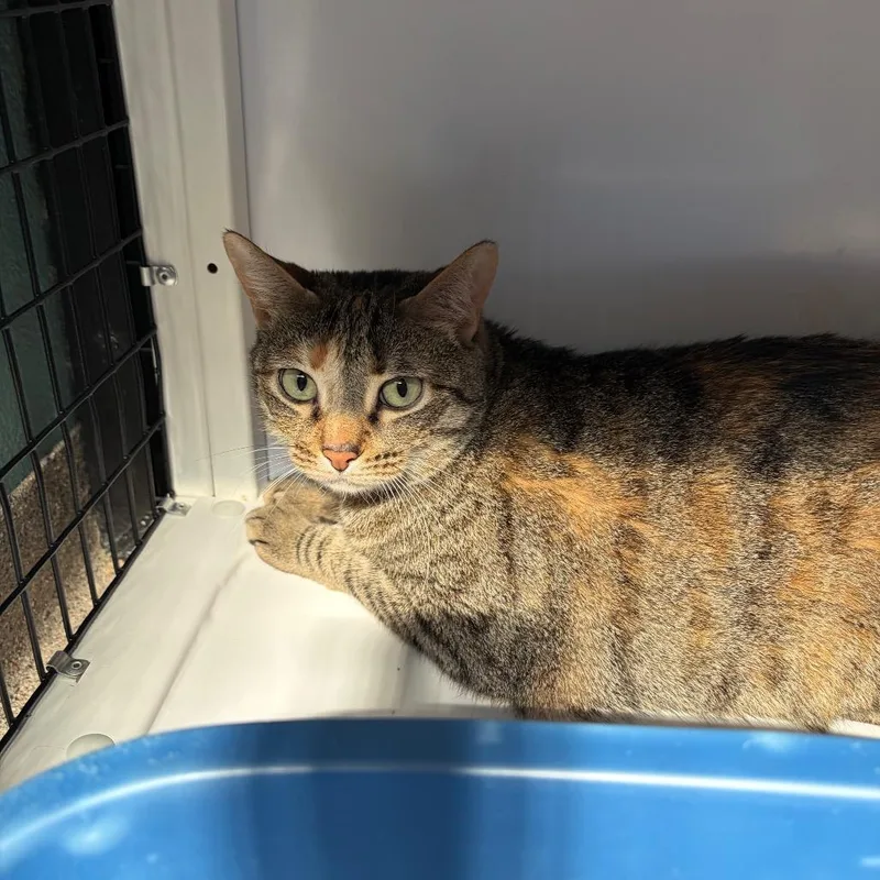 An adult large-sized female Torbie Domestic Short Hair cat named Daisy for adoption in Sarasota, FL