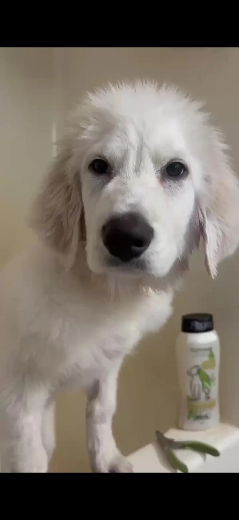 A baby large-sized female Great Pyrenees dog named Juneau for adoption in Spring hill, TN