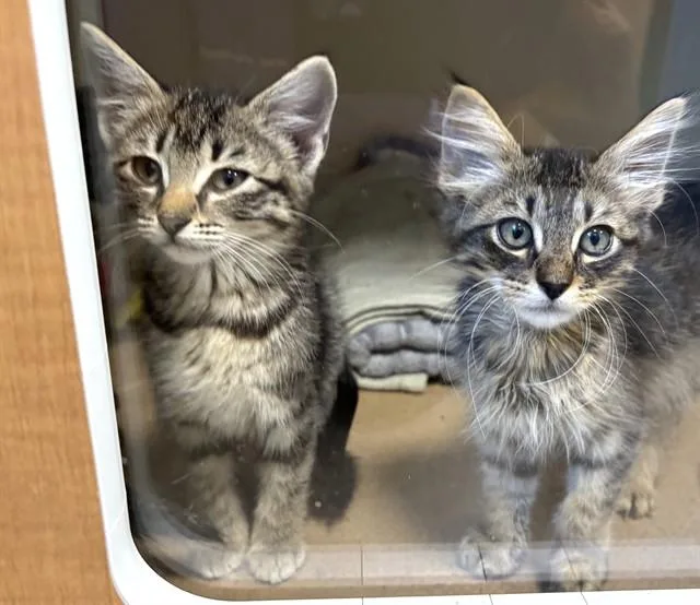 A baby medium-sized female Domestic Short Hair cat named Dixen for adoption in Dedham, MA