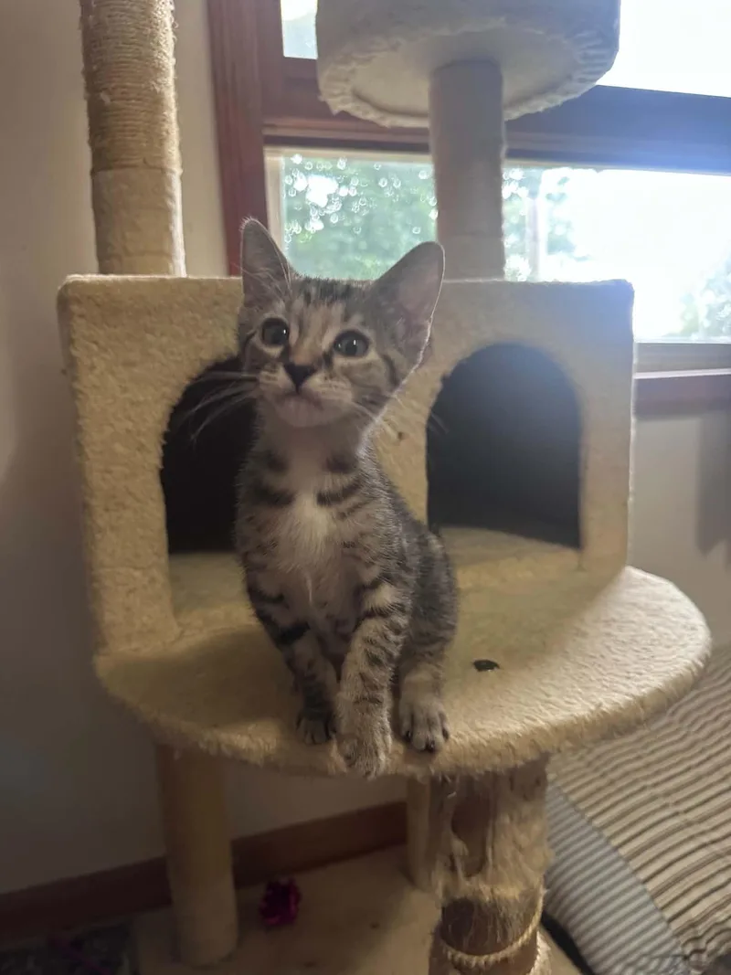 A baby small-sized female Tabby (Brown / Chocolate) Domestic Short Hair cat named Paprika for adoption in Milwaukee, WI