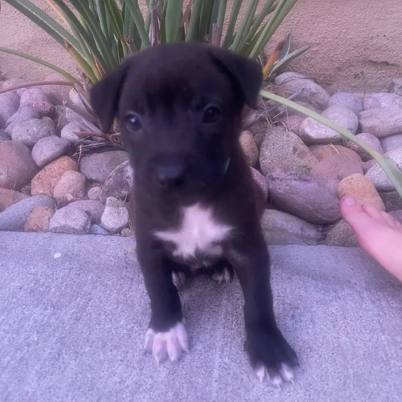 A baby medium-sized male Black Labrador Retriever dog named Kona for adoption in Escondido, CA