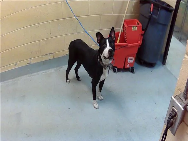 A young large-sized female Pit Bull Terrier dog named Hestia for adoption in Tulsa, OK