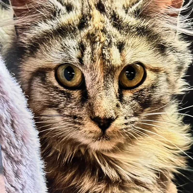 Astor