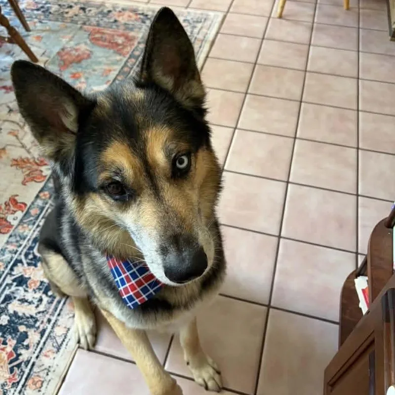 An adult large-sized male Black Shepherd dog named Jet for adoption in Flintstone, MD