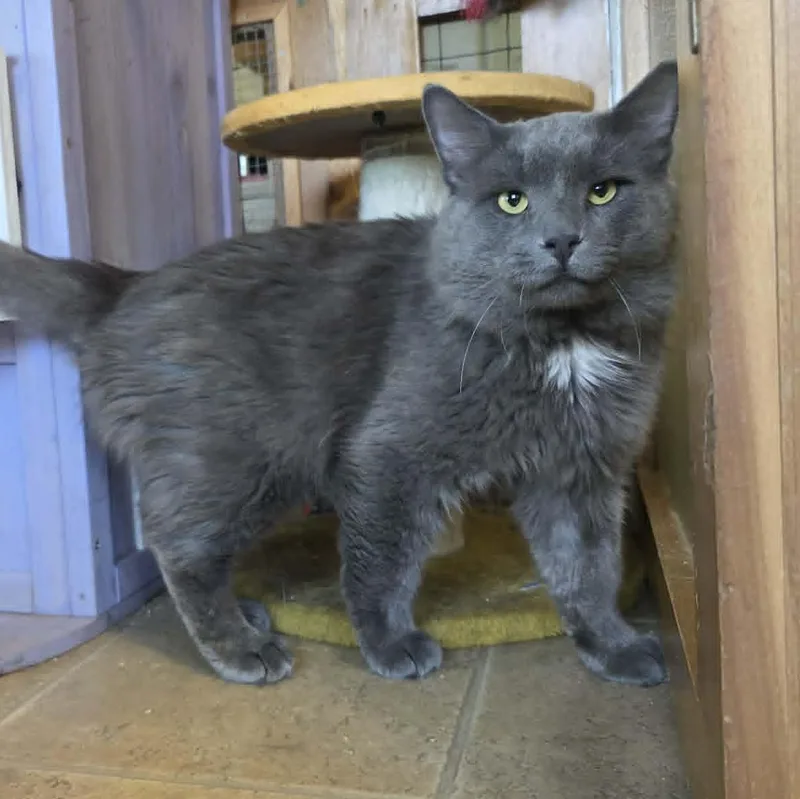 An adult extra large-sized male Gray / Blue / Silver Domestic Medium Hair cat named Ezekial for adoption in Shippenville, PA