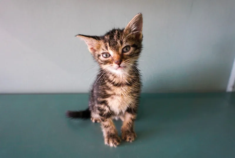 A baby medium-sized male Brown / Chocolate Domestic Short Hair cat named Denis for adoption in San Antonio, TX