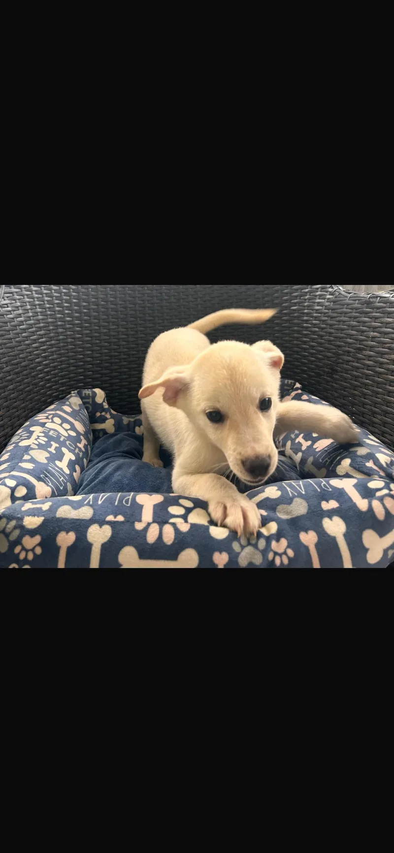 A baby small-sized male Jindo dog named Petey for adoption in Virginia Beach, VA