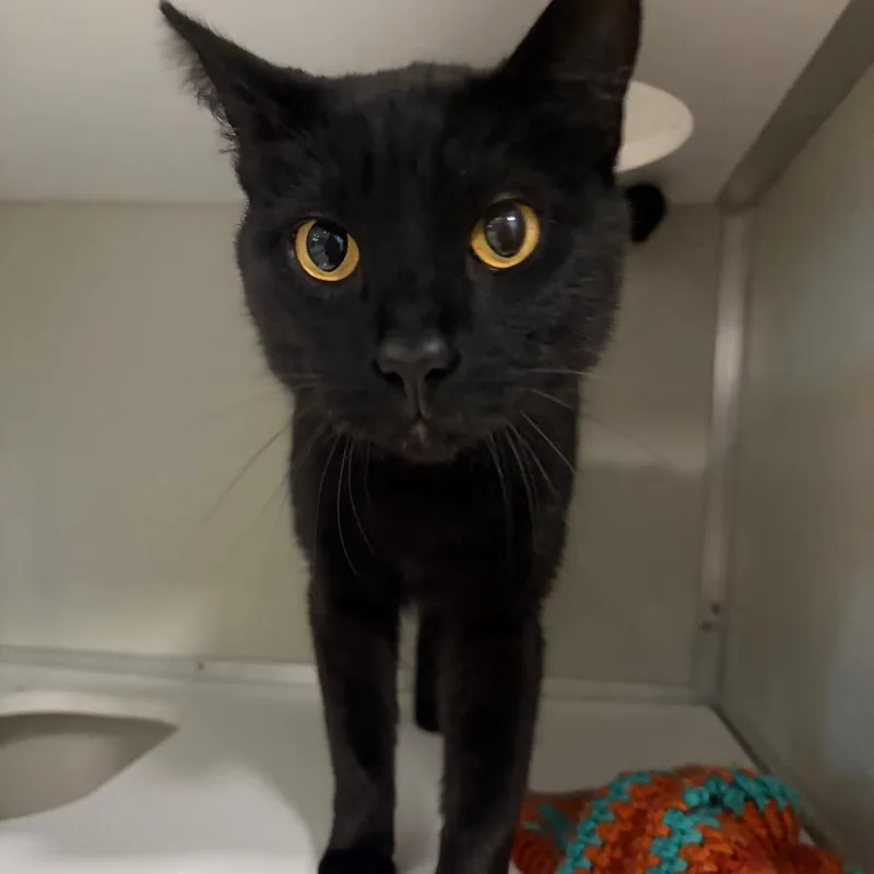 An adult large-sized male Black Domestic Short Hair cat named Zeek for adoption in Chesapeake, VA