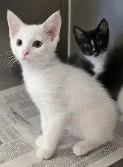 A baby small-sized male White Domestic Short Hair cat named CA  Curly for adoption in Glen Allen, VA