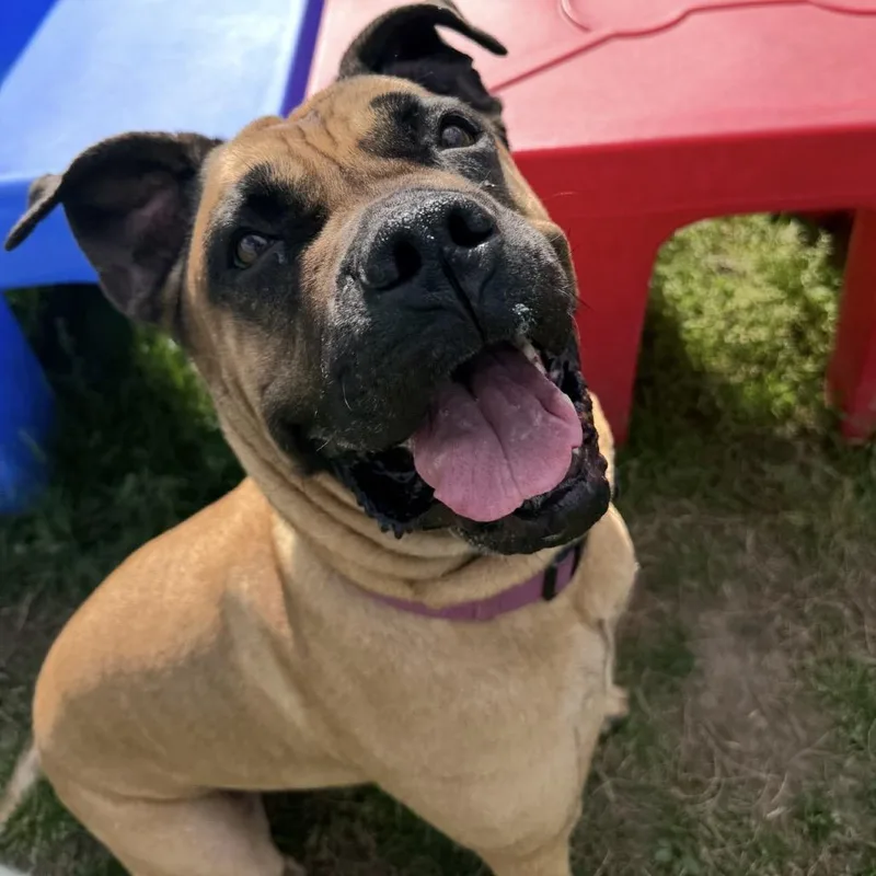 Thalia